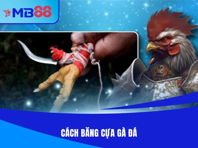 Cách băng cựa gà đá