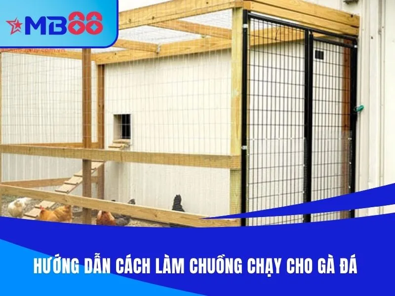 Cách làm chuồng chạy cho gà đá