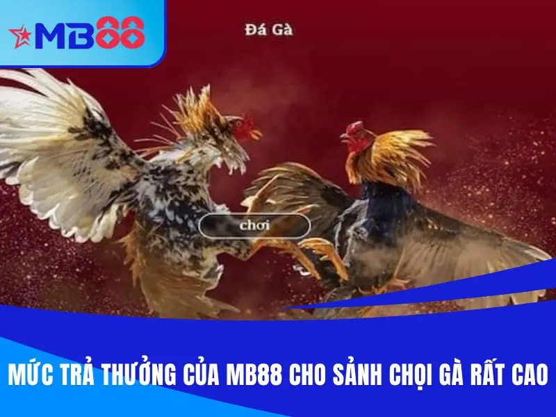 Mức trả thưởng của đá gà MB88 cho sảnh chọi gà rất cao