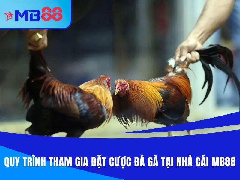 Quy trình tham gia đặt cược tại đá gà MB88
