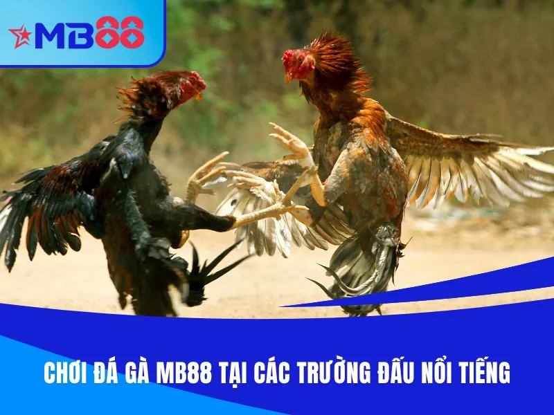 Chơi đá gà MB88 tại các trường đấu nổi tiếng